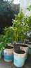 Arboles Frutales Limoneros Todo El Año Produciendo 1