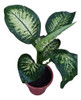 Plantas Diffenbachia 1