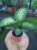 Plantas Diffenbachia 2