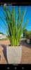 Planta Diete !! 4