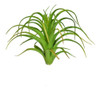 Suculenta Agave Verde Outono 10cm Flor Arte 0
