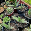 Gasteria Planta Suculenta, Hacemos Envíos 3