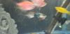 Pez Platy Azul Spotted 0