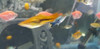 Pez Platy Azul Spotted 4