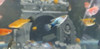 Pez Platy Azul Spotted 5