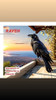 Plaga Aves 6 Cuervos Espanta Repele + 5m Pinches Púas Raven 5