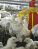 Raciones/comida Para Aves Parrillero Iniciador 25 Kg 0 Raciones/comida Para Aves Parrillero Iniciador 25 Kg 0