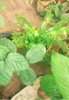Plantas Colgantes 1