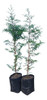 Ciprés Lambertiana Árbol 0