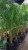 Palmera Areca!! Envio Sin Costo !! 3