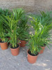 Palmera Areca!! Envio Sin Costo !! 4
