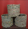 Palmera Areca!! Envio Sin Costo !! 5