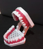 Modelo Dental Didáctico 2