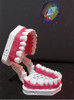 Modelo Dental Didáctico 6