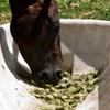 Heno De Alfalfa En Cubos X 25 Kg Mercado Envios 4