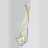 Columna Vertebral Impresa En 3d + Pelvis Tamaño Real 1