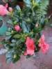 Azaleas Enanas 5