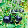 Semillas Tomate Cherry Negro - Kit Siembra Inc - Envíos 2