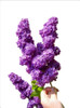 Syringa Vulgaris Lila, 1,40m Promedio Arbolito. Z/ Floresta 3