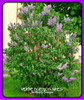 Syringa Vulgaris Lila, 1,40m Promedio Arbolito. Z/ Floresta 5