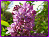 Syringa Vulgaris Lila, 1,40m Promedio Arbolito. Z/ Floresta 6