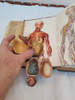 Antiguo Libro Mi Médico Guía Práctica Hermosos Gráficos 6
