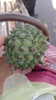 Planta Frutal De Chirimoya!!! 3