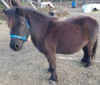 Bozal De Nylon Caballos Recién Nacidos Con Mosquetón Virtual 2