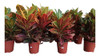 Planta Croton Envío Gratis 0