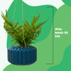 Planta Artificial De Helecho Deco Con Maceta Colgante 2