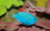 Pez Marino - Chrysiptera Cyanea 0