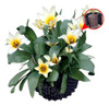 Vaso Enraizador Plantas Frutíferas Hortas Ornamentais 21 L 0