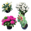 Vaso Enraizador Plantas Frutíferas Hortas Ornamentais 21 L 2