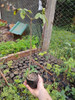 Plantin Lapacho Amarillo 1