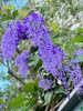 Petrea Volubilis. Trepadora. 0