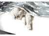 Luckitty Mantas Impermeables Para Perros Y Gatos, 4
