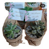 Suvenirs Suculentas Cactus El Precio Publicado Es Por 20 Uni 4