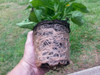Tutor De Musgo Turba Sphagnum Para Plantas 80 Cm Pack X 4 4