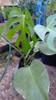 Monstera Planta 2