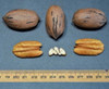 Nueces De Pecan, Cosecha 2024 2