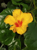 Hibiscus 0