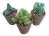 Suculenta En Maceta Biodegradable De 7cm 0