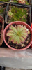 Drosera Aliciae. Planta Carnívora 1