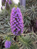 Echium Fastuosum, Plumerillo Azul          E04 2