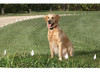 Sparky Pet Co - Collar De Perro De Reemplazo De Doble Hebill 5