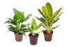 Aglaonema P23 0