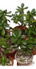 Plantas Suculentas 1