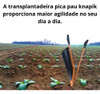 Plantadeira Manual Pica Pau Para Mudas De Fumo E Hortaliças 5