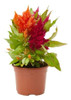 Sobre Para Sembrar 50 Plantas Floral Celosia Plumosa Surtida 1