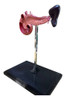 Páncreas Humano - Maqueta 3d Escala Real 1:1 3
